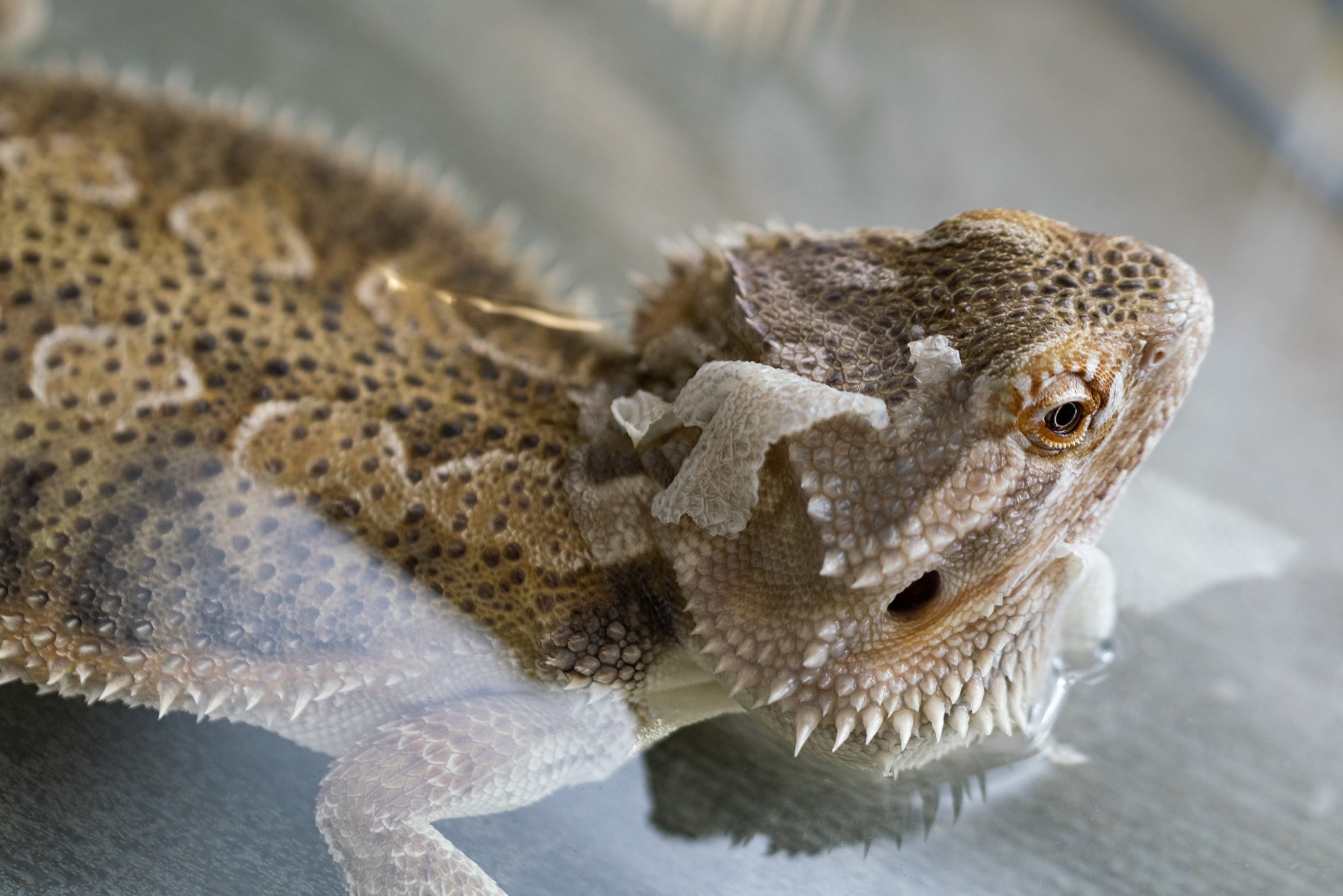 Bearded Dragon Humidity A Quick And Easy Guide Reptile Craze