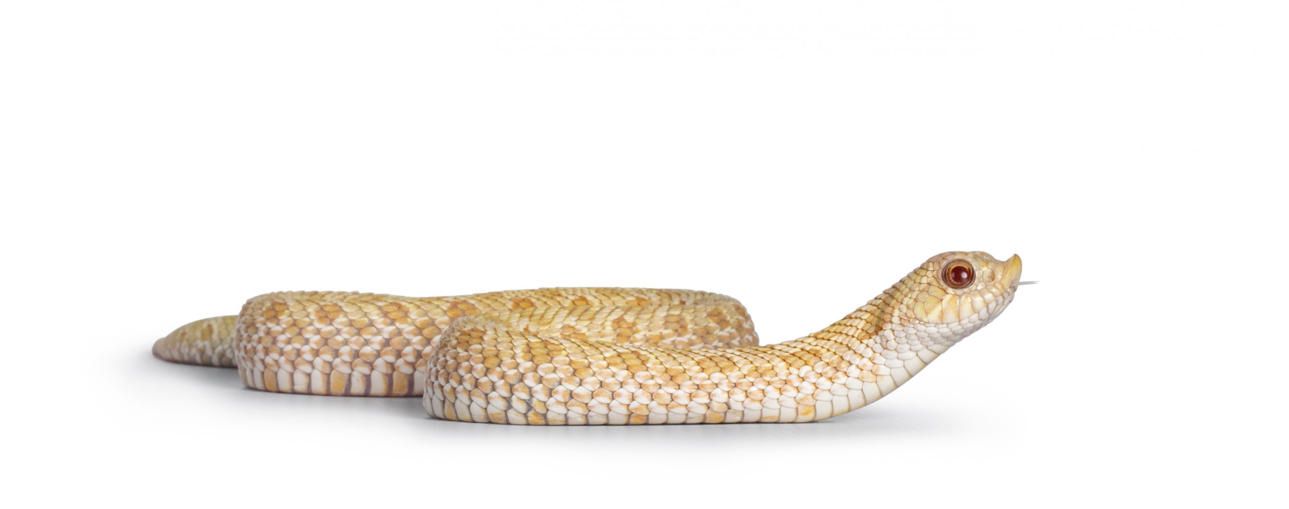 Hognose Snake Bite Does It Hurt? What To Do Reptile Craze
