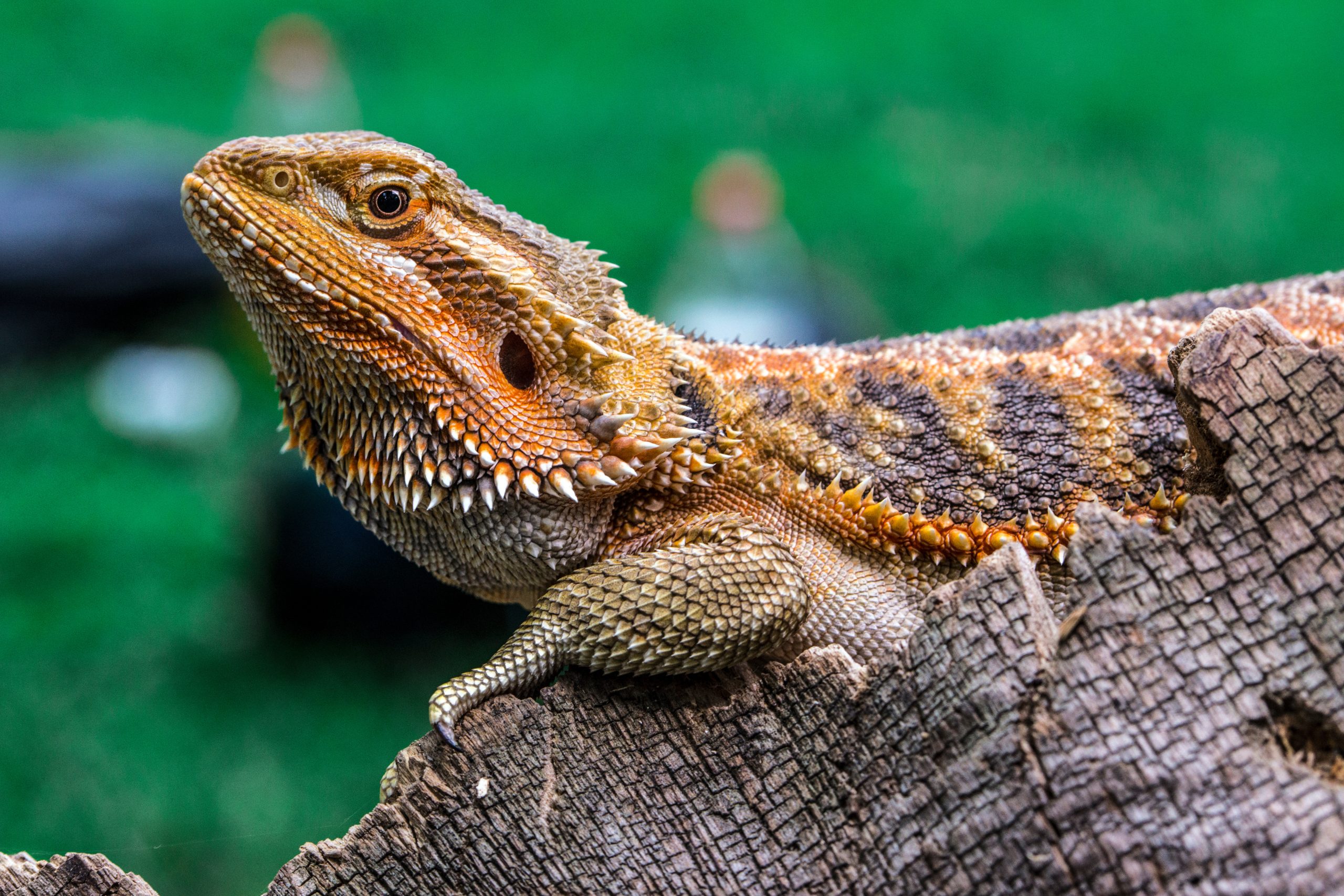 Do Bearded Dragons Like To Be Pet? Do This! Reptile Craze