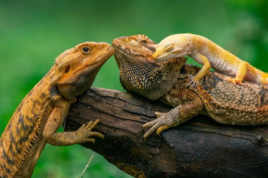Why Bearded Dragons Can’t Live With Leopard Geckos Reptile Craze