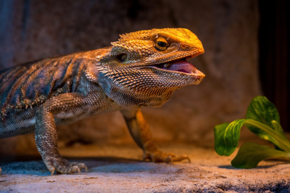 Do Bearded Dragons Like To Be Pet? Do This! Reptile Craze