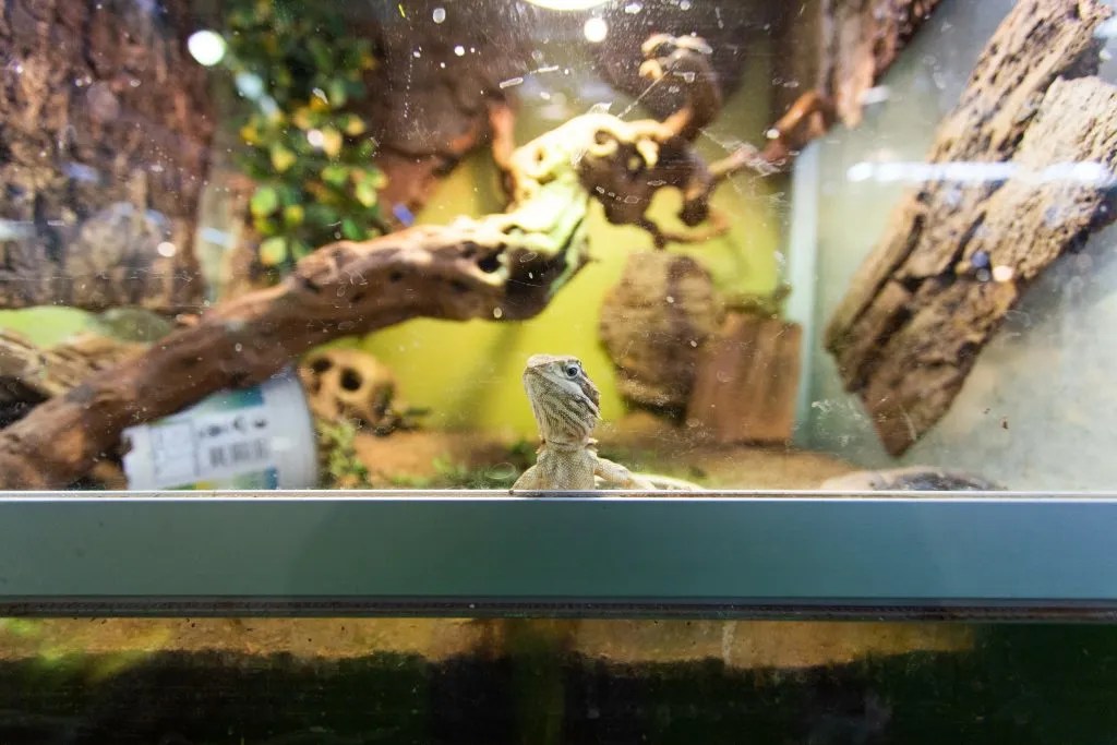 Do Bearded Dragons Need A Heat Pad? Where To Place It? Reptile Craze