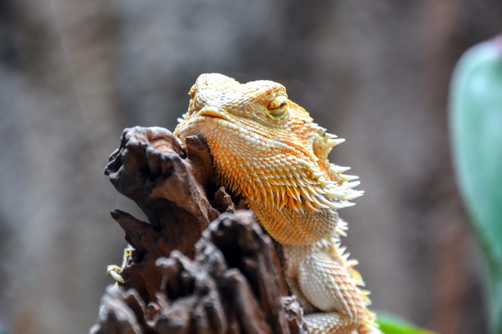 Why Uromastyx and Bearded Dragons Can’t Live Together Reptile Craze