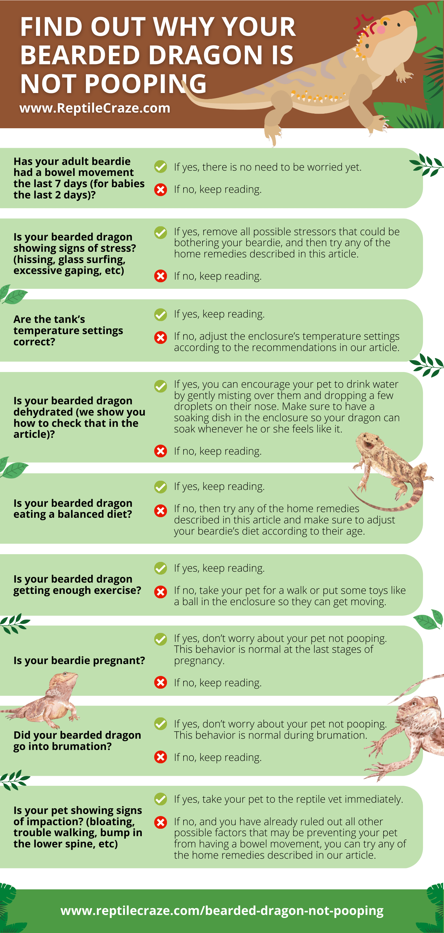 How To Find Out Why Your Bearded Dragon Isn't Pooping Reptile Craze