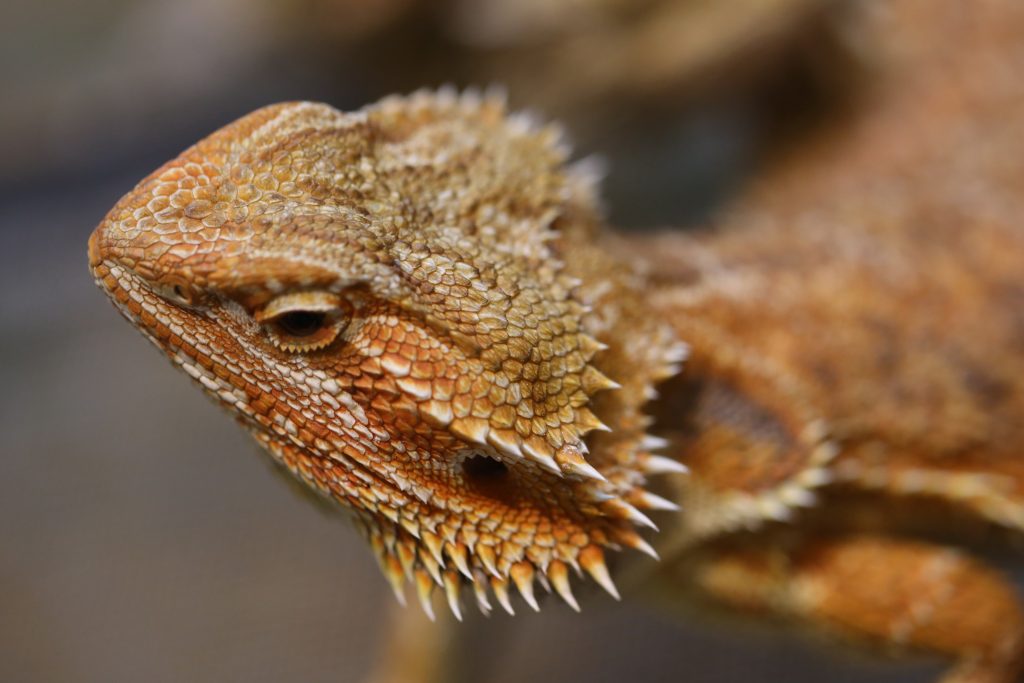 Do Bearded Dragons Need A Heat Rock? Reptile Craze
