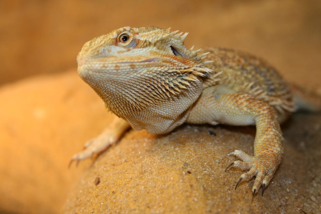 Do Bearded Dragons Need A Dig Box? How To Make One? Reptile Craze