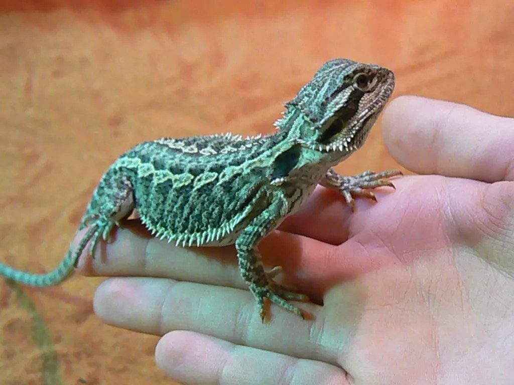 12 Reasons For Aggression In Bearded Dragons Reptile Craze