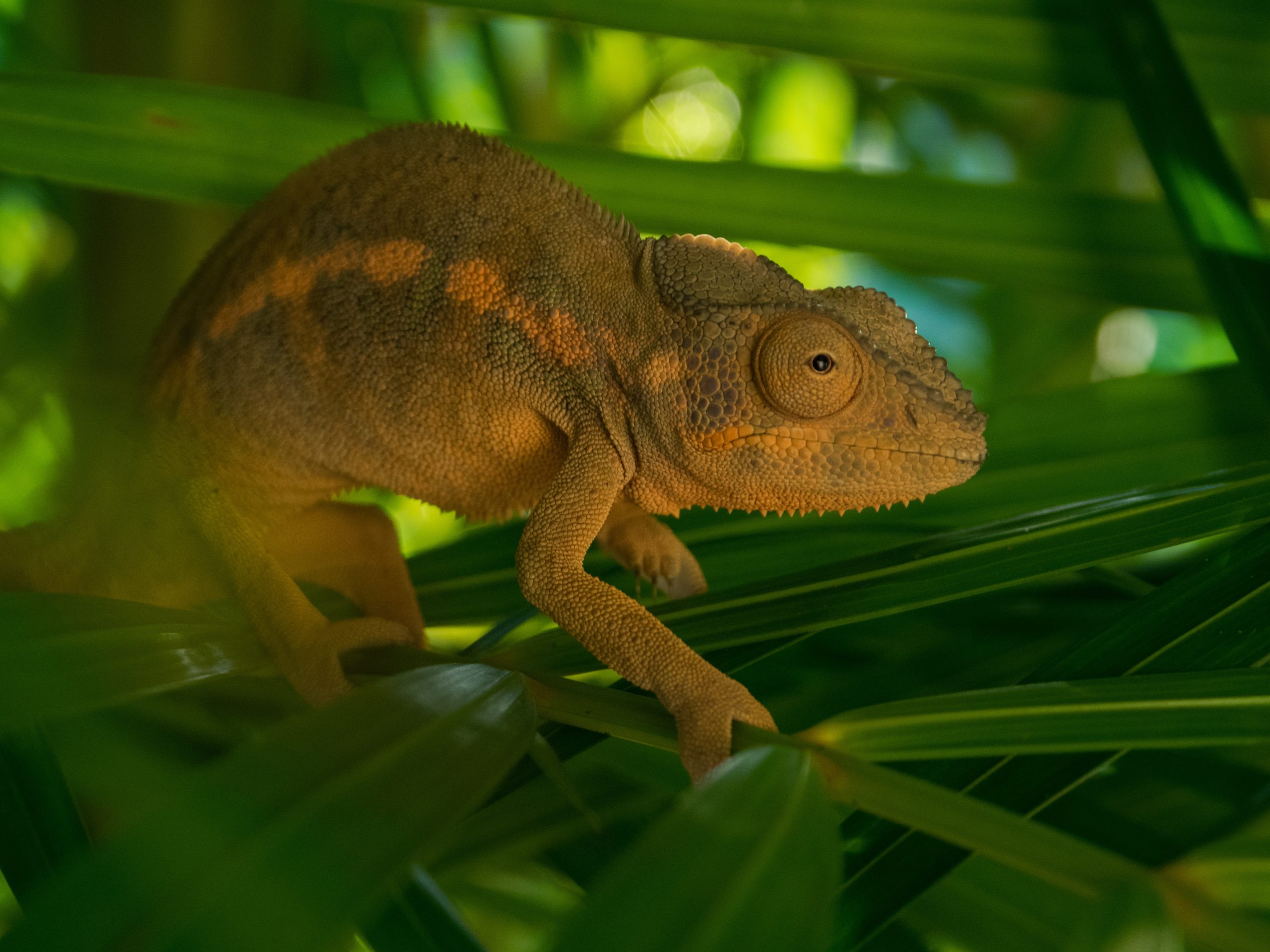 Do Chameleons Need Light, UVB, Or Heat At Night? Reptile Craze