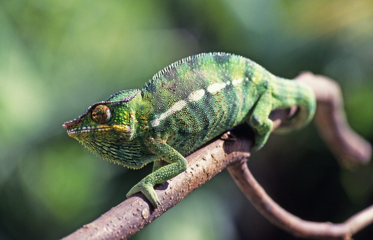 Do Chameleons Need Light, UVB, Or Heat At Night? Reptile Craze