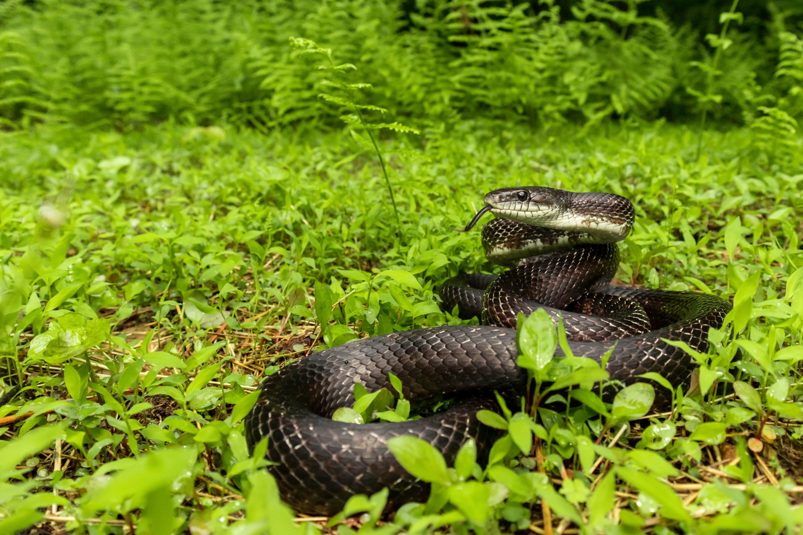 The Ultimate Black Rat Snake Care Guide Reptile Craze