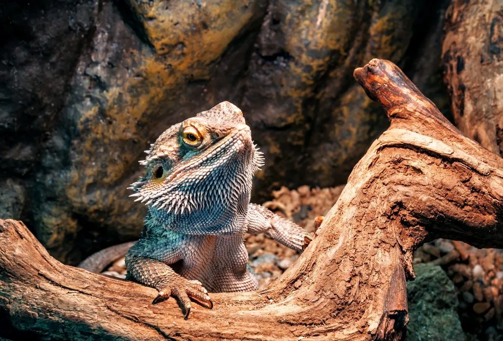Do Bearded Dragons Need A Heat Rock? Reptile Craze