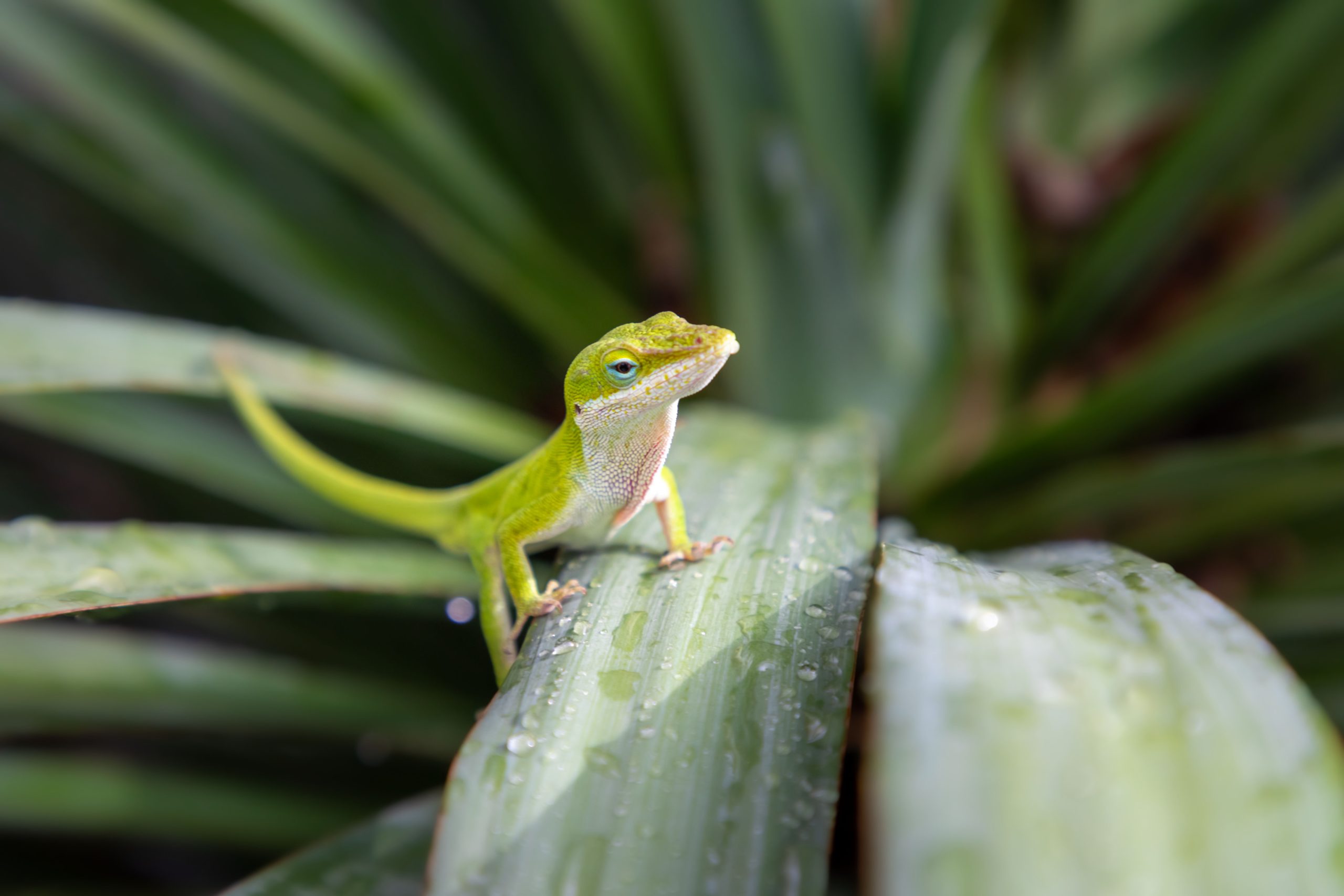 Green Anole Egg Care Guide And Breeding Facts Reptile Craze