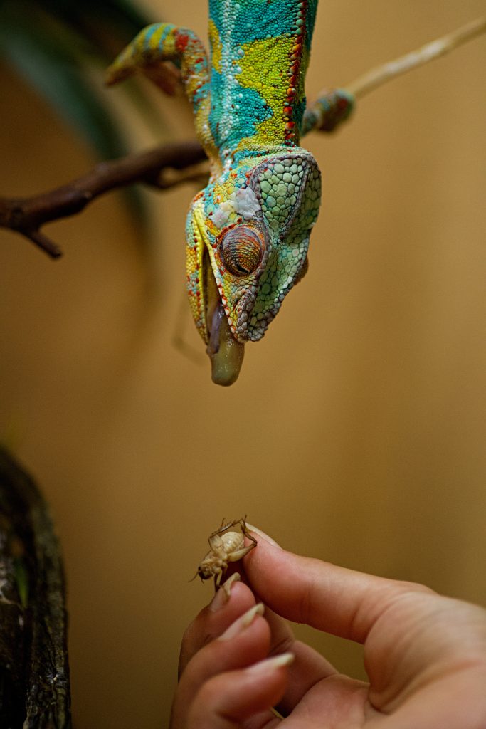 Can Chameleons Eat Dead Crickets Or Other Dead Insects? Reptile Craze