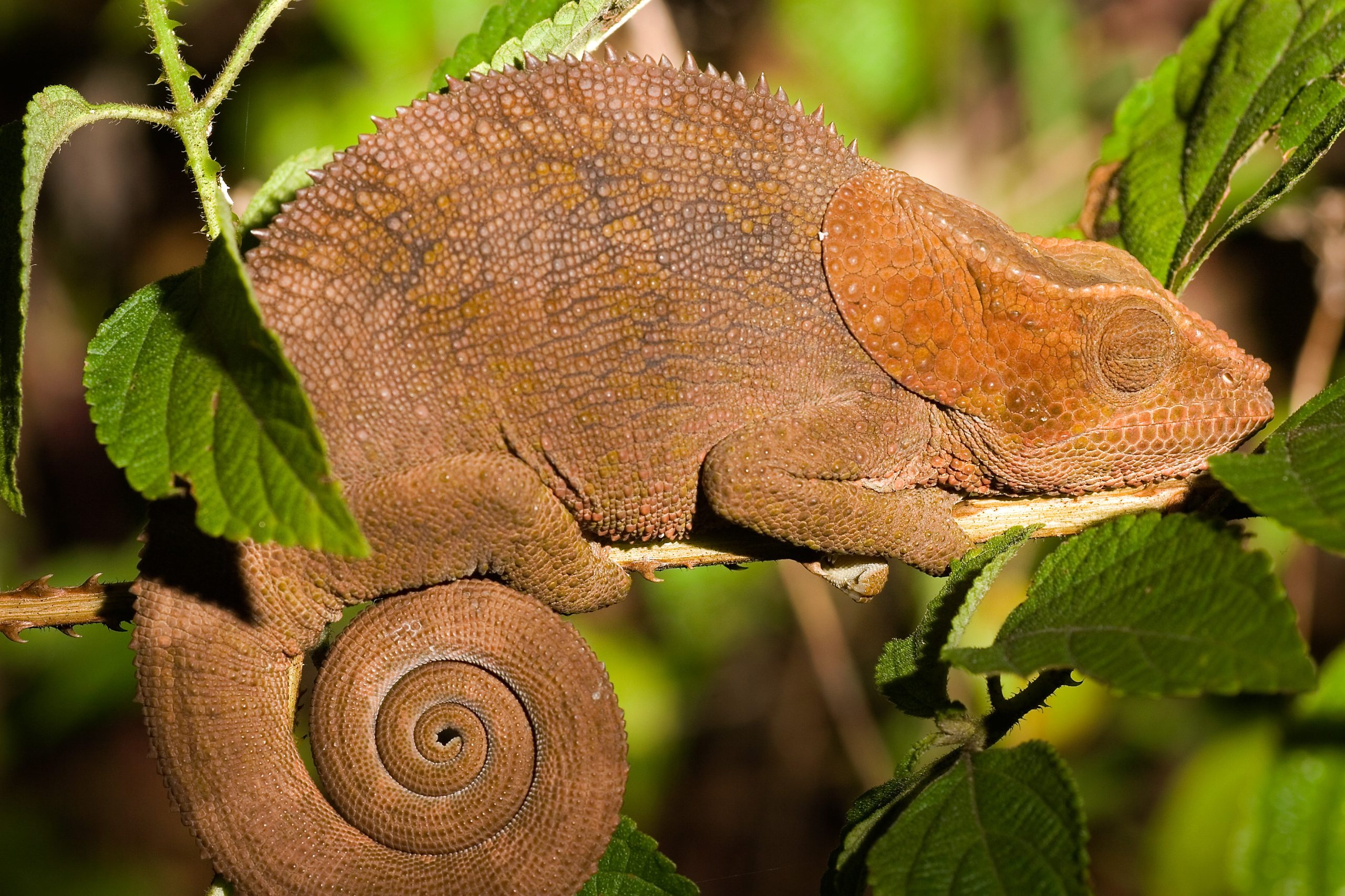 7 Signs That Your Chameleon Is Dying + How To Help Reptile Craze