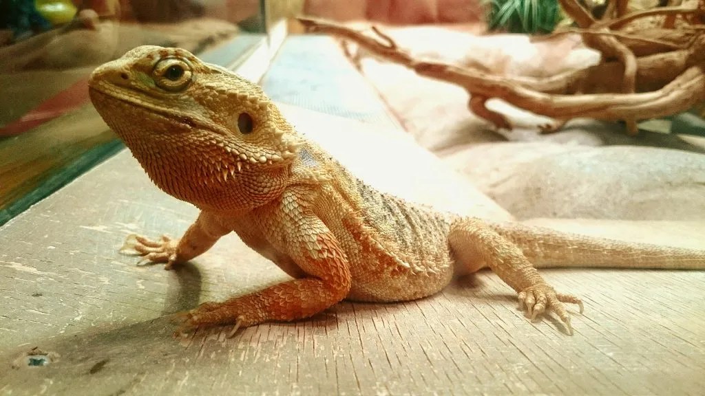 13 Reasons Why Your Bearded Dragon Is Hiding All Day Reptile Craze