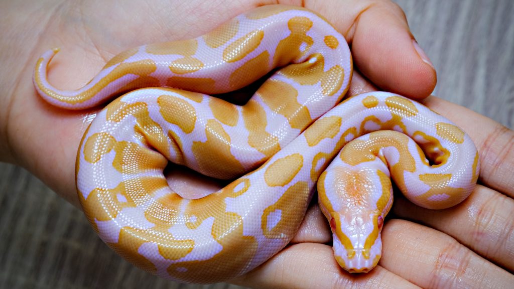10 Reasons Why Your Snake Is Not Eating And How To Help Reptile Craze