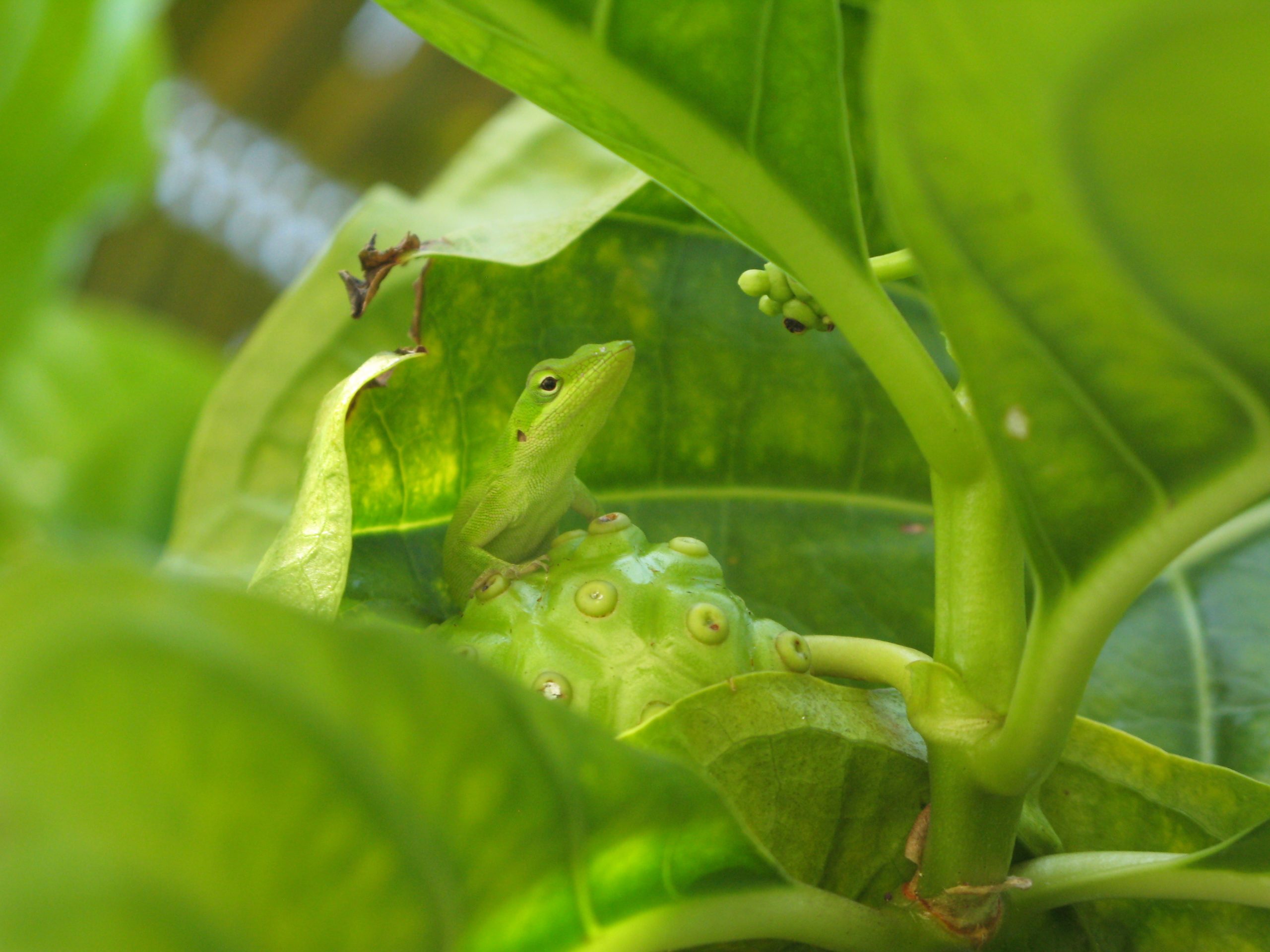 Green Anole Egg Care Guide And Breeding Facts Reptile Craze