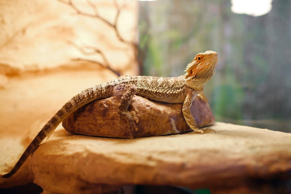 Why Your Bearded Dragon Is So Small + What You Can Do Reptile Craze