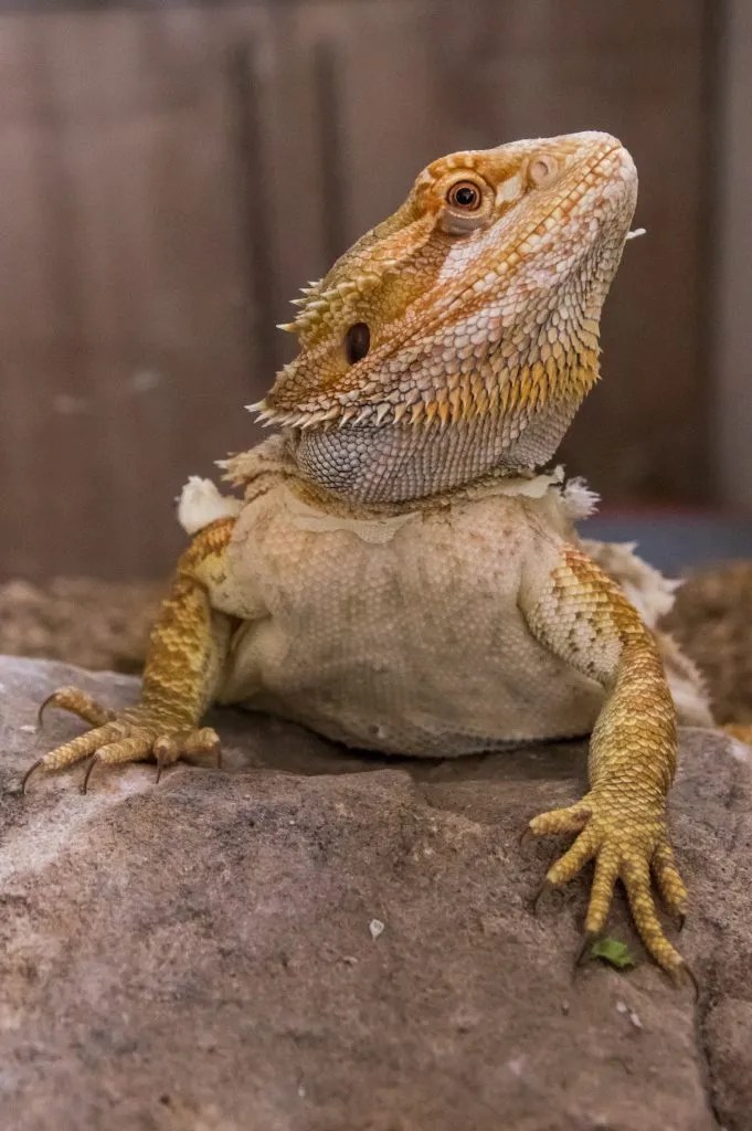 7 Reasons Why Your Bearded Dragon Is Shedding So Much Reptile Craze