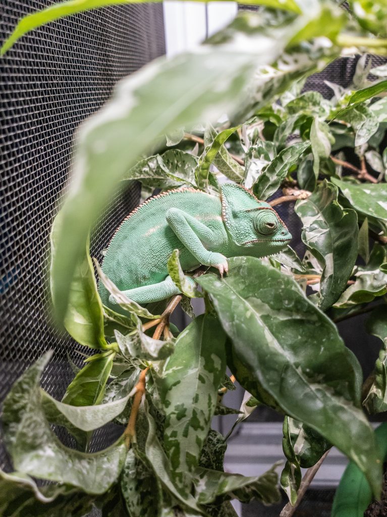 Do Chameleons Need Light, UVB, Or Heat At Night? Reptile Craze