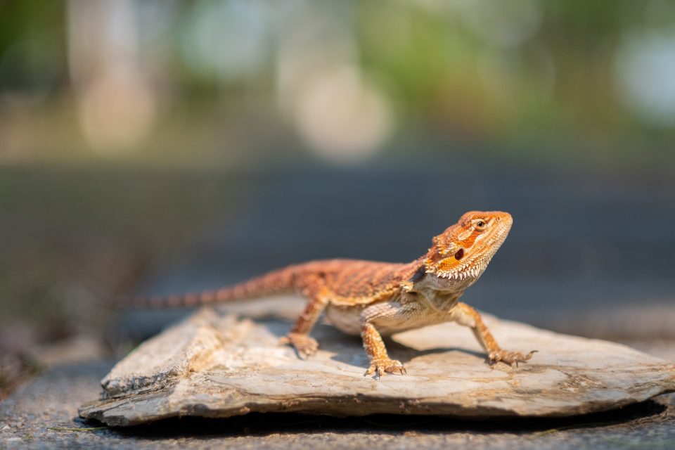 How Long Can Bearded Dragons Go Without Heat? Reptile Craze
