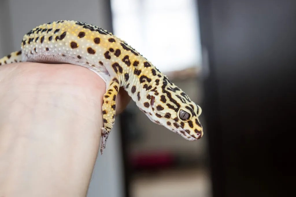 13 Signs Your Leopard Gecko Is Happy And Healthy Reptile Craze