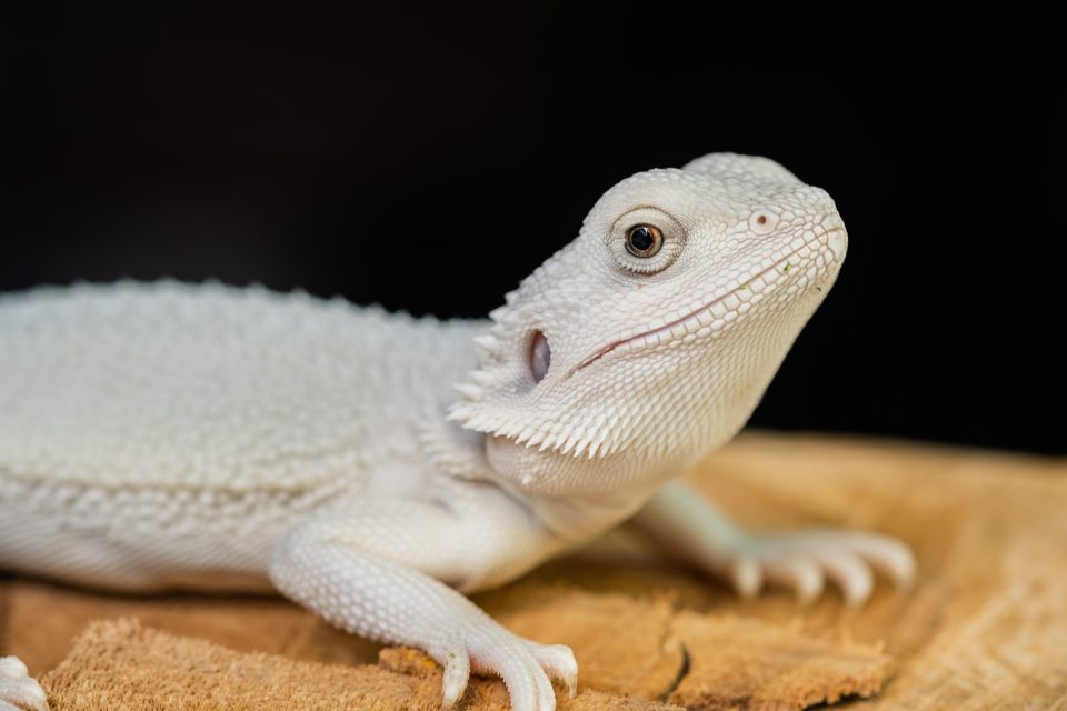 How Long Can Bearded Dragons Live With Parasites? Reptile Craze