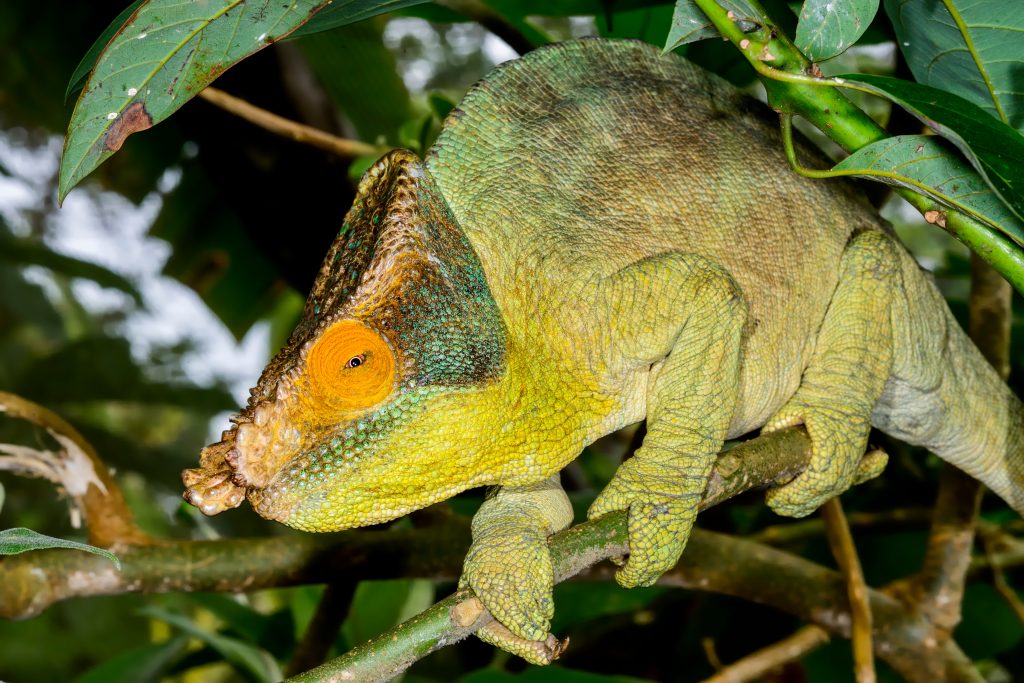 How Long Can Chameleons Go Without Food Or Water? Reptile Craze