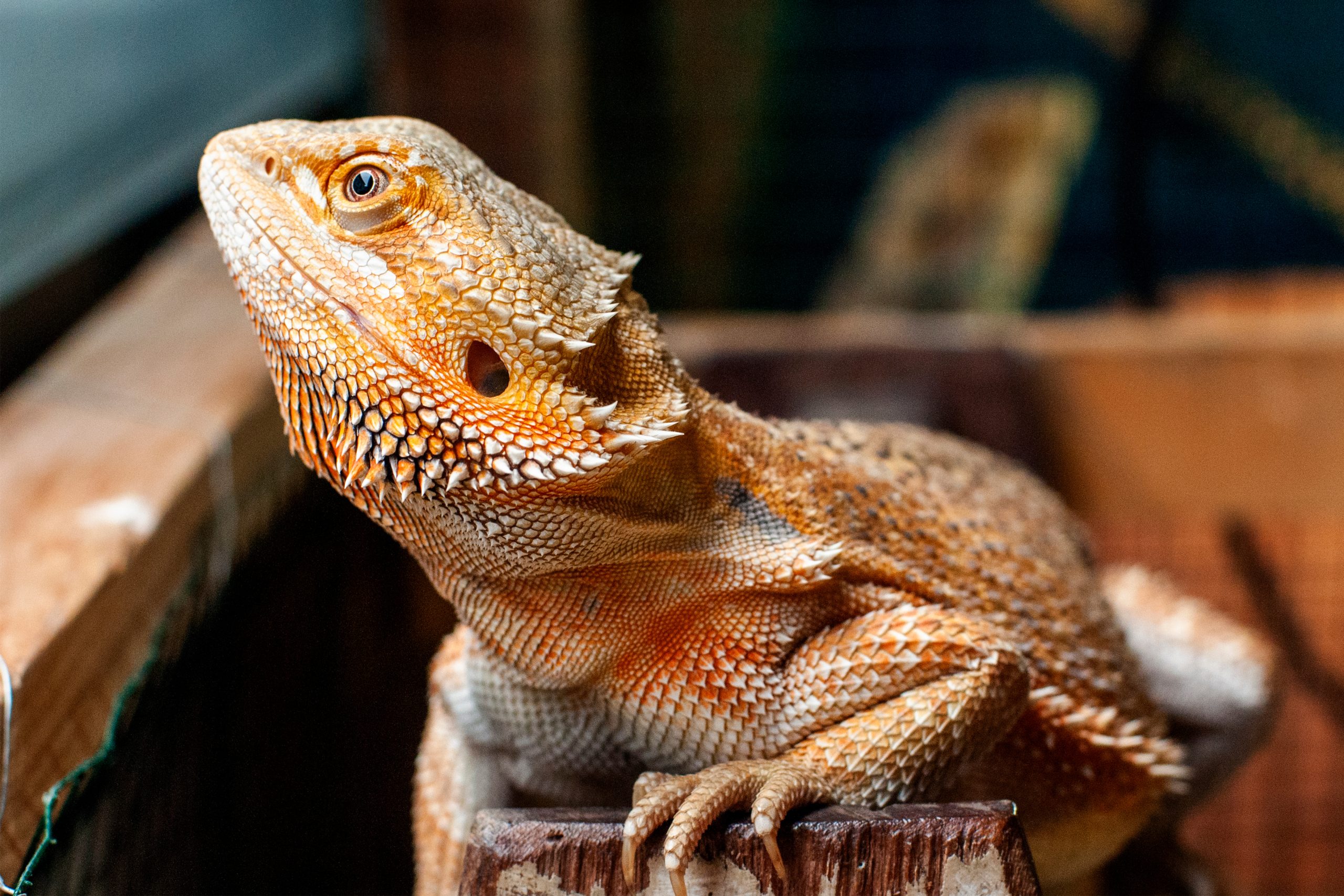 How To Keep Your Bearded Dragon’s Nails Short (With Video) Reptile Craze