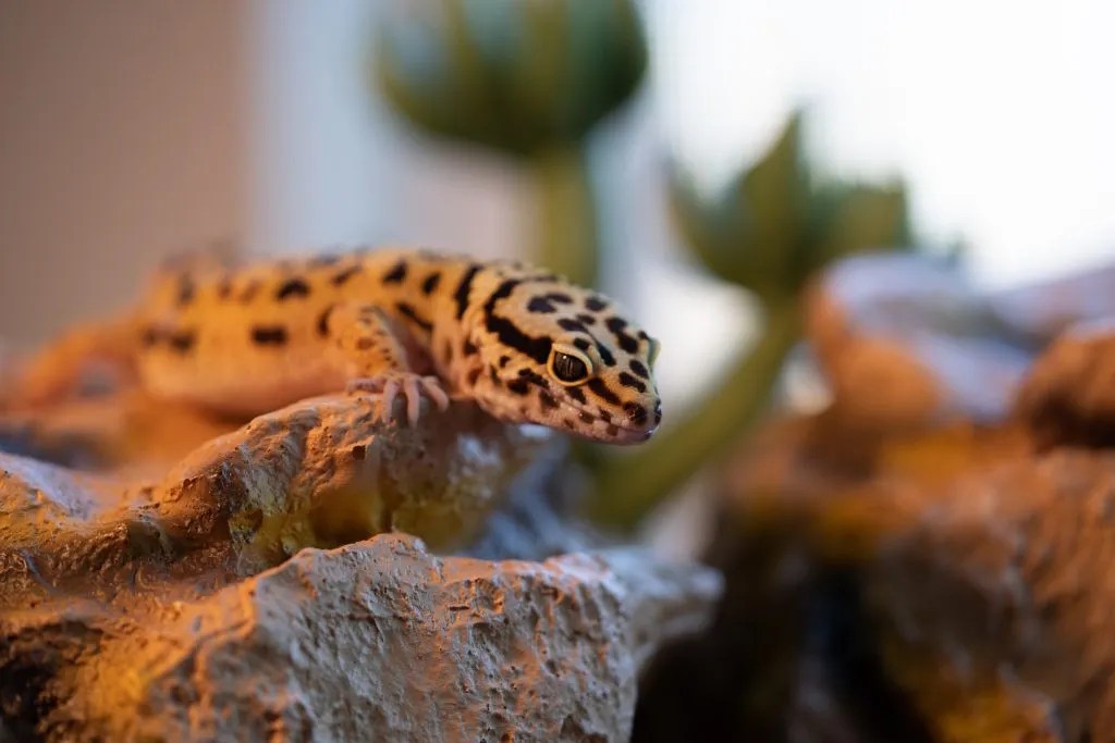 13 Signs Your Leopard Gecko Is Happy And Healthy Reptile Craze