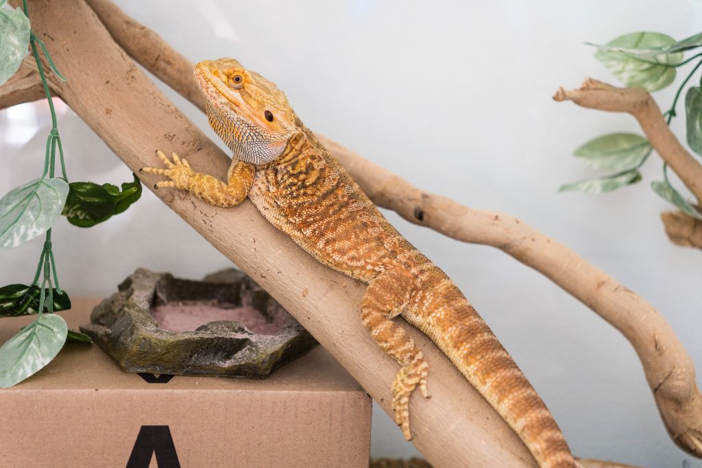 Why Your Bearded Dragon’s Poop Smells So Bad Reptile Craze