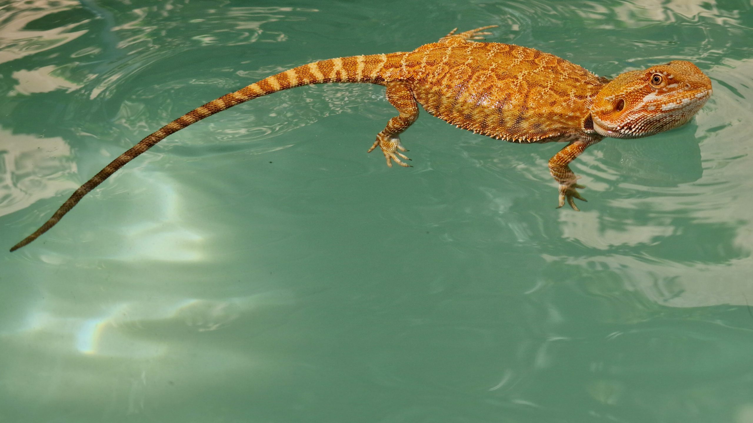 Can Bearded Dragons Swim? Dos And Don'ts Reptile Craze