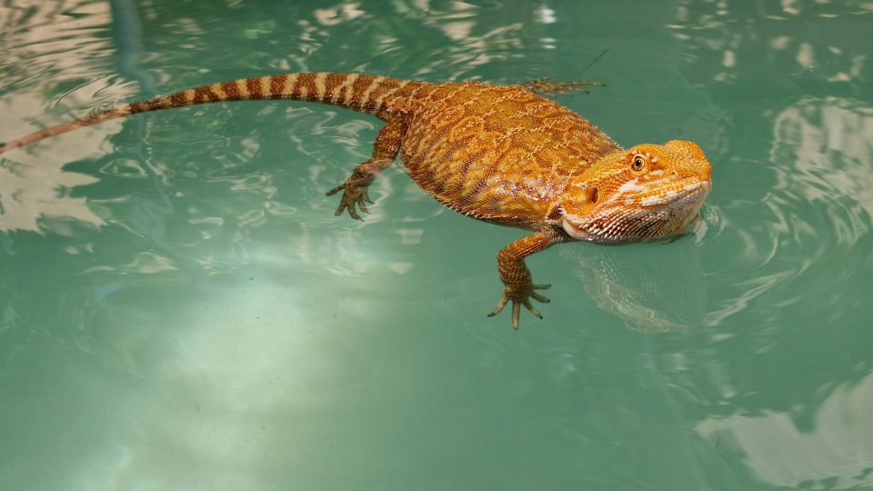 Can Bearded Dragons Swim? Dos And Don'ts Reptile Craze