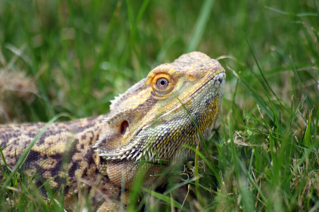 Do Bearded Dragons Need Misting? How Often? Reptile Craze