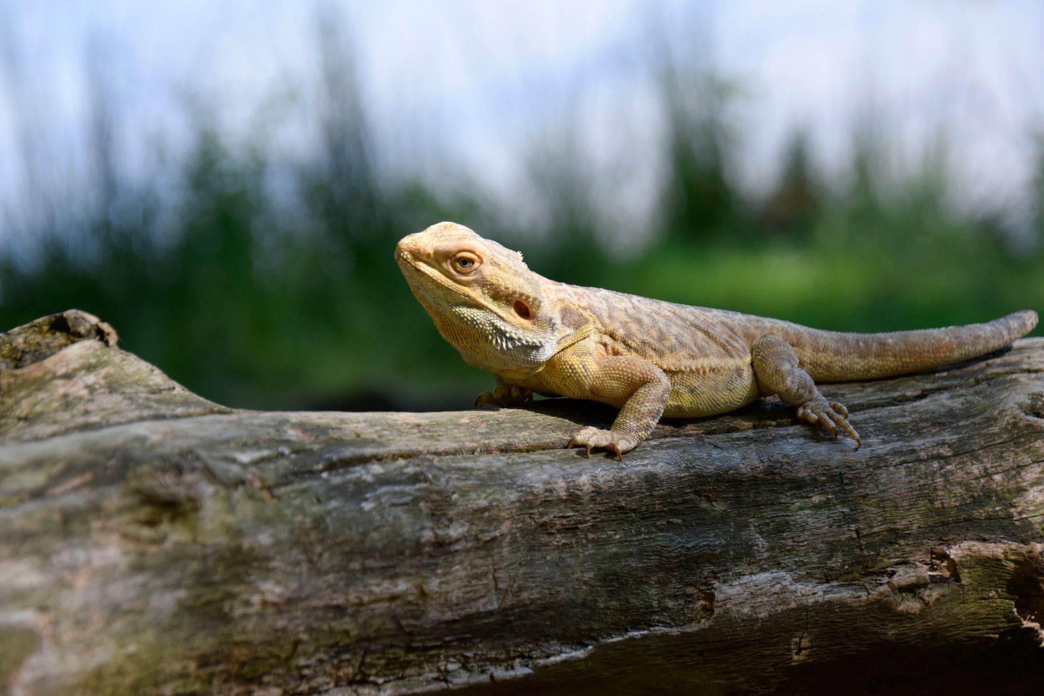 Can Bearded Dragons Swim? Dos And Don'ts Reptile Craze