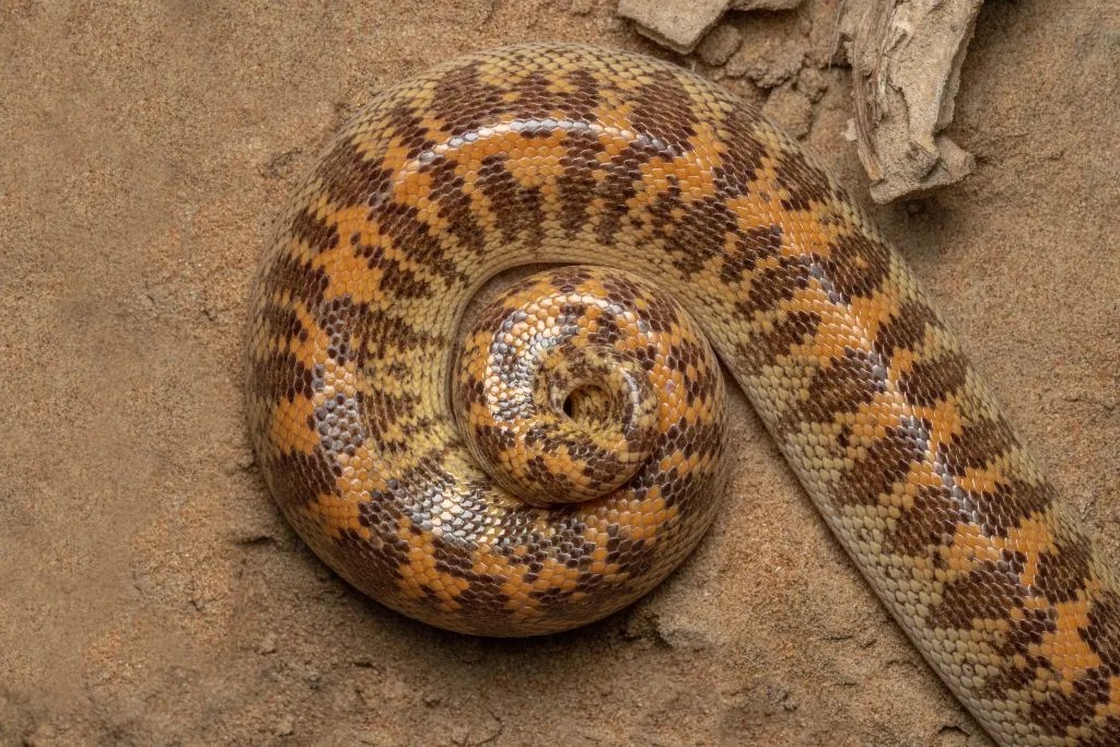 Arabian Sand Boa Care Diet, Setup, Facts Reptile Craze