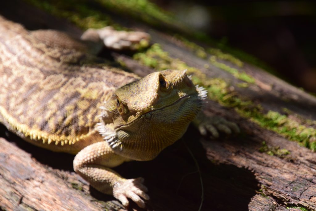 13 Reasons Why Your Bearded Dragon Is Hiding All Day Reptile Craze