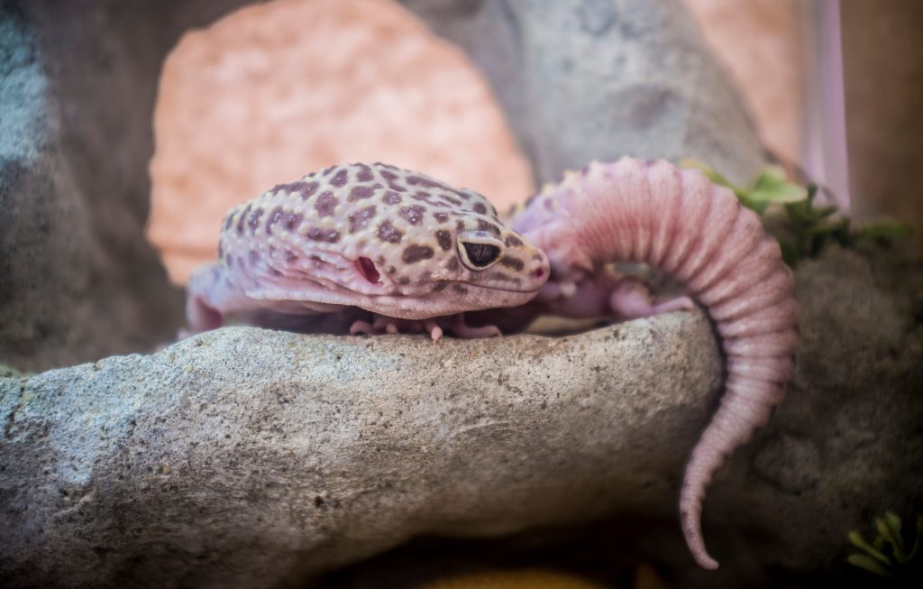 7 Signs Your Leopard Gecko Is Pregnant & How To Prepare Reptile Craze