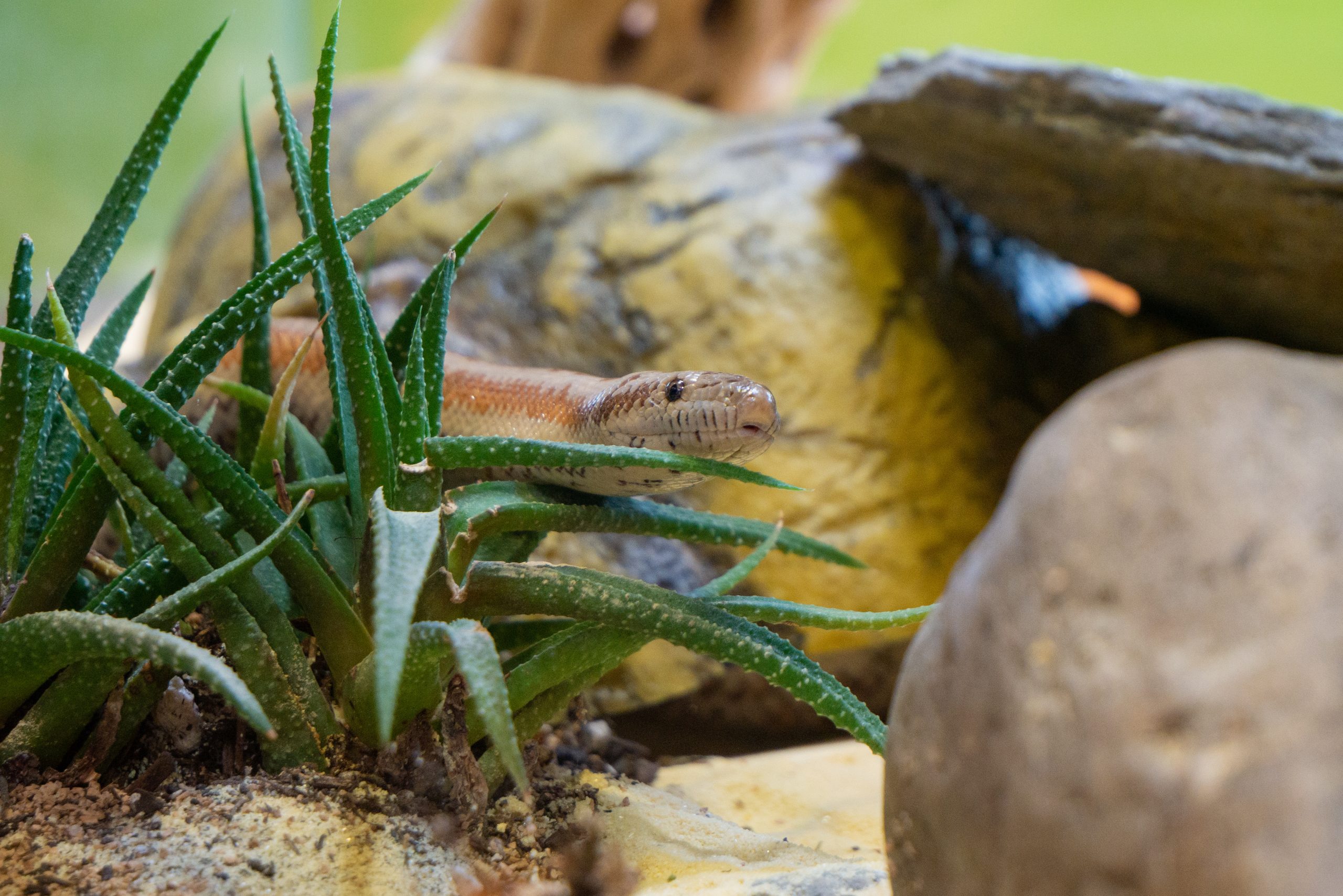Rosy Boa Care Diet, Habitat, Handling Reptile Craze