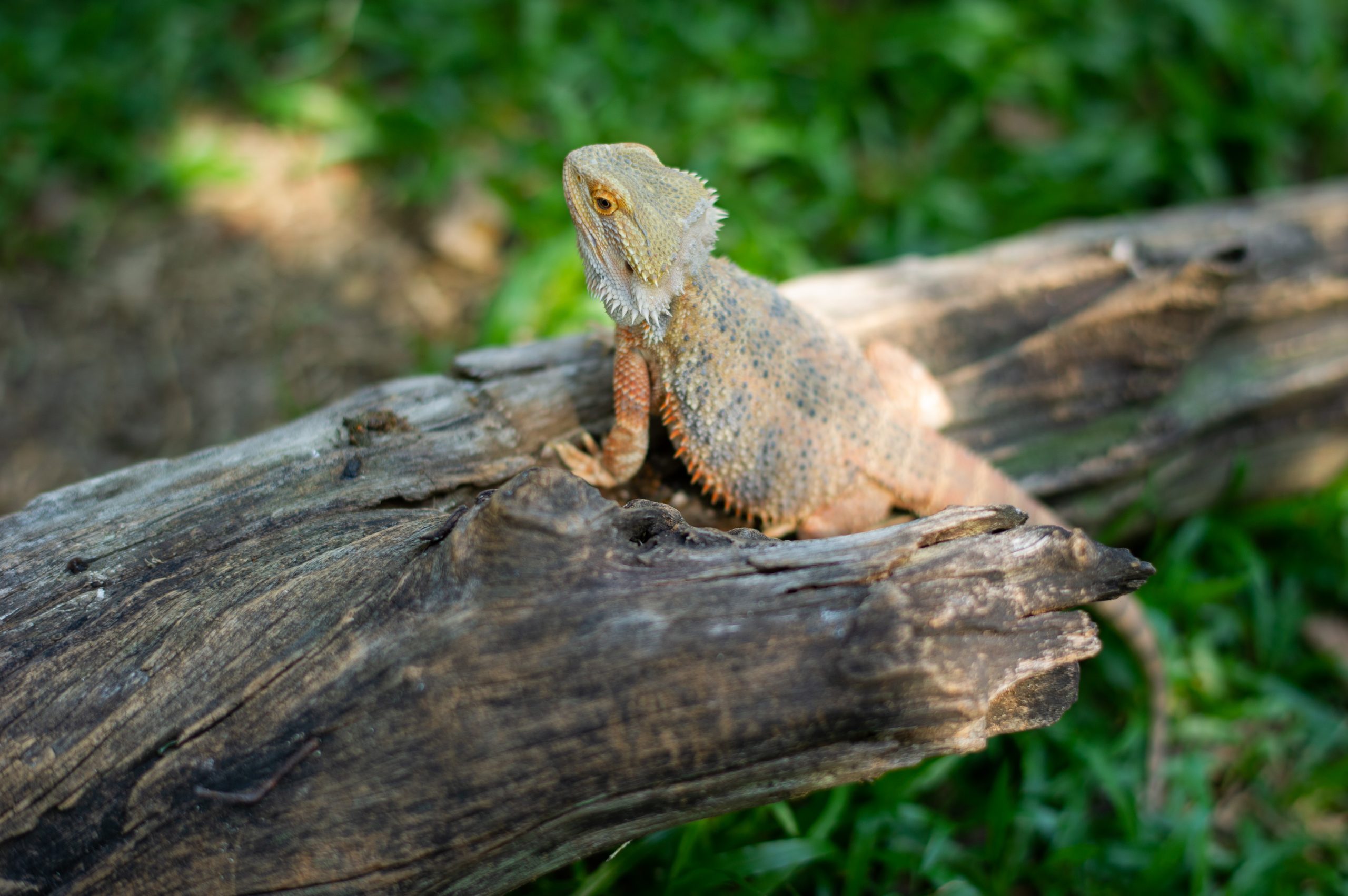 Why Your Bearded Dragon Is Laying Flat (Pancaking Explained) Reptile