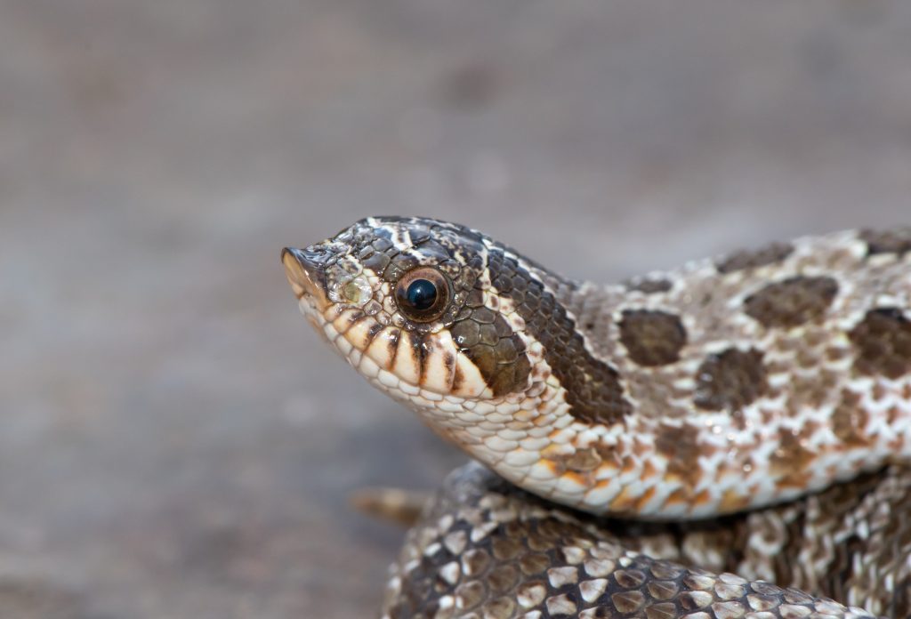 Western Hognose Snake Care Diet, Setup, Behavior Reptile Craze