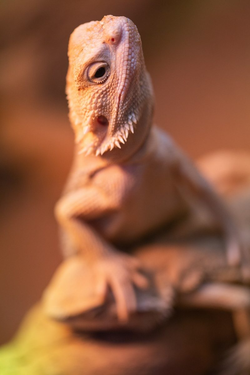 How Long Can Bearded Dragons Live With Parasites? Reptile Craze