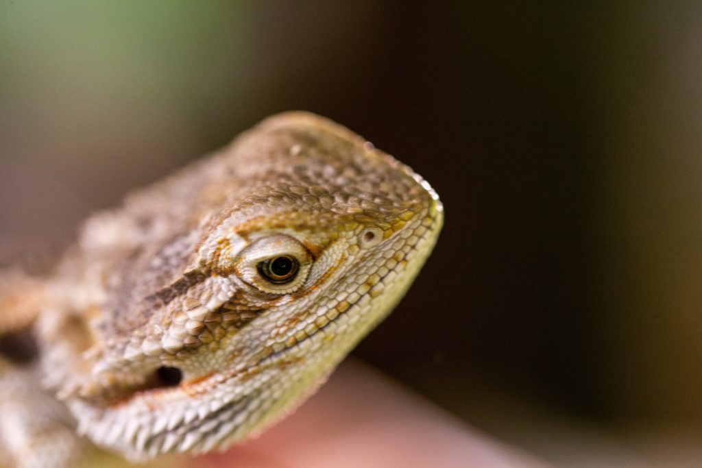 Blood In Your Bearded Dragon’s Poop What To Do Now Reptile Craze