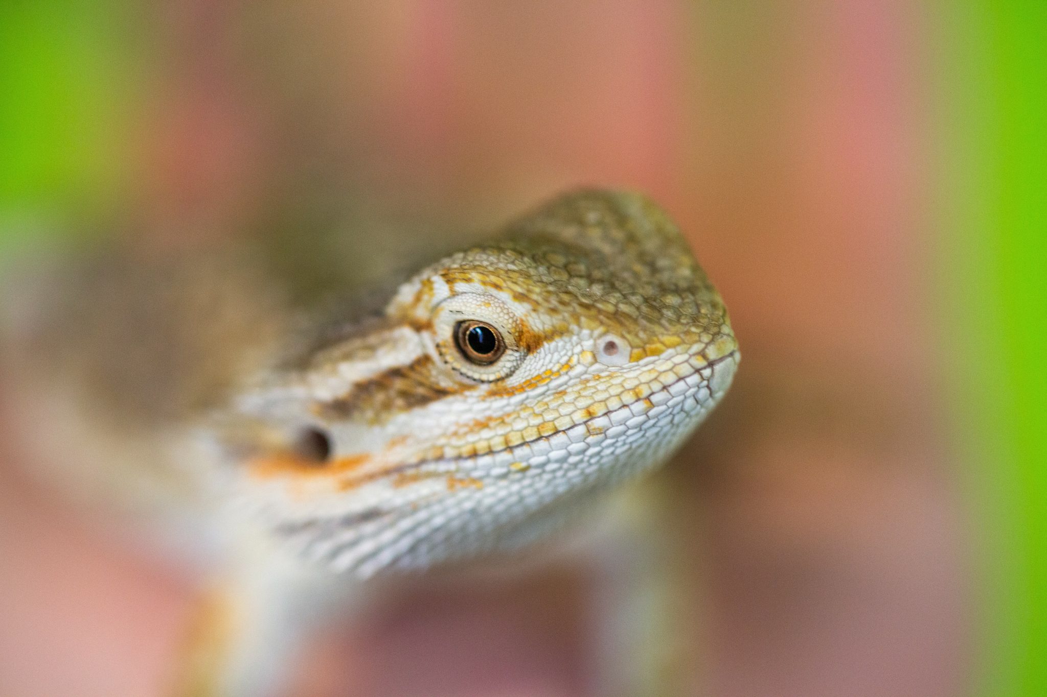 Mucus In Bearded Dragon Poop What It Means And What To Do Reptile Craze