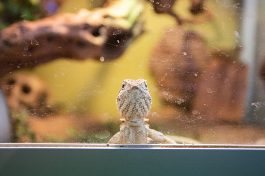 9 Reasons Why Your Bearded Dragon Is Glass Surfing Reptile Craze