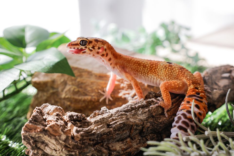 13 Signs Your Leopard Gecko Is Happy And Healthy Reptile Craze