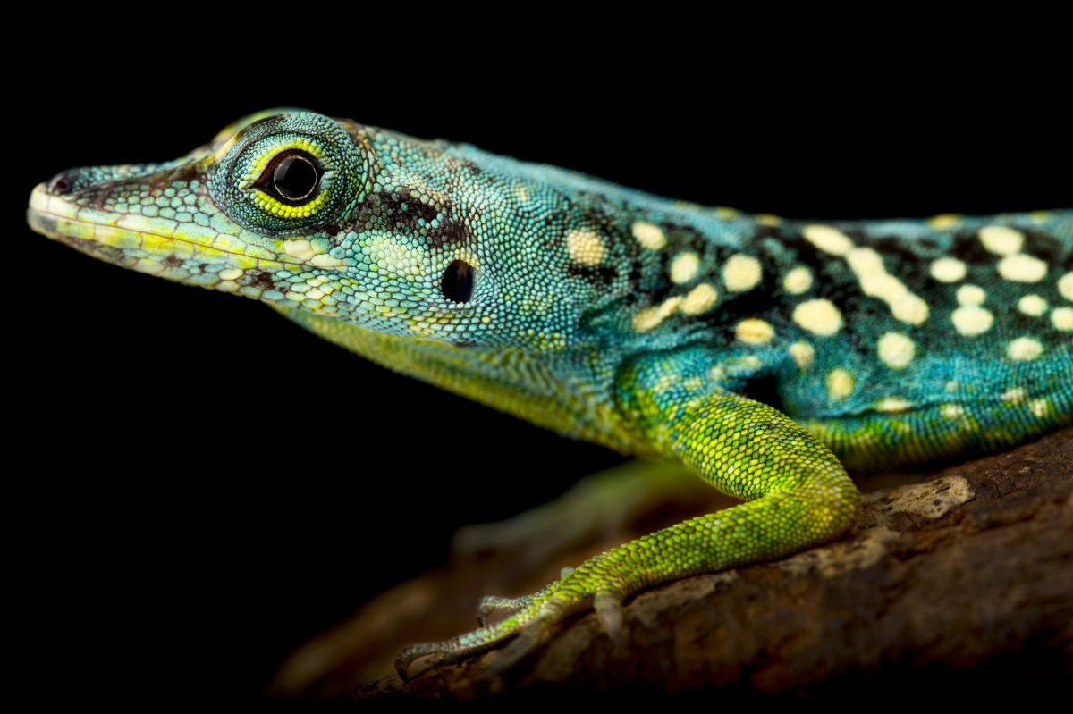 Blue Green Anoles Everything You Need To Know Reptile Craze