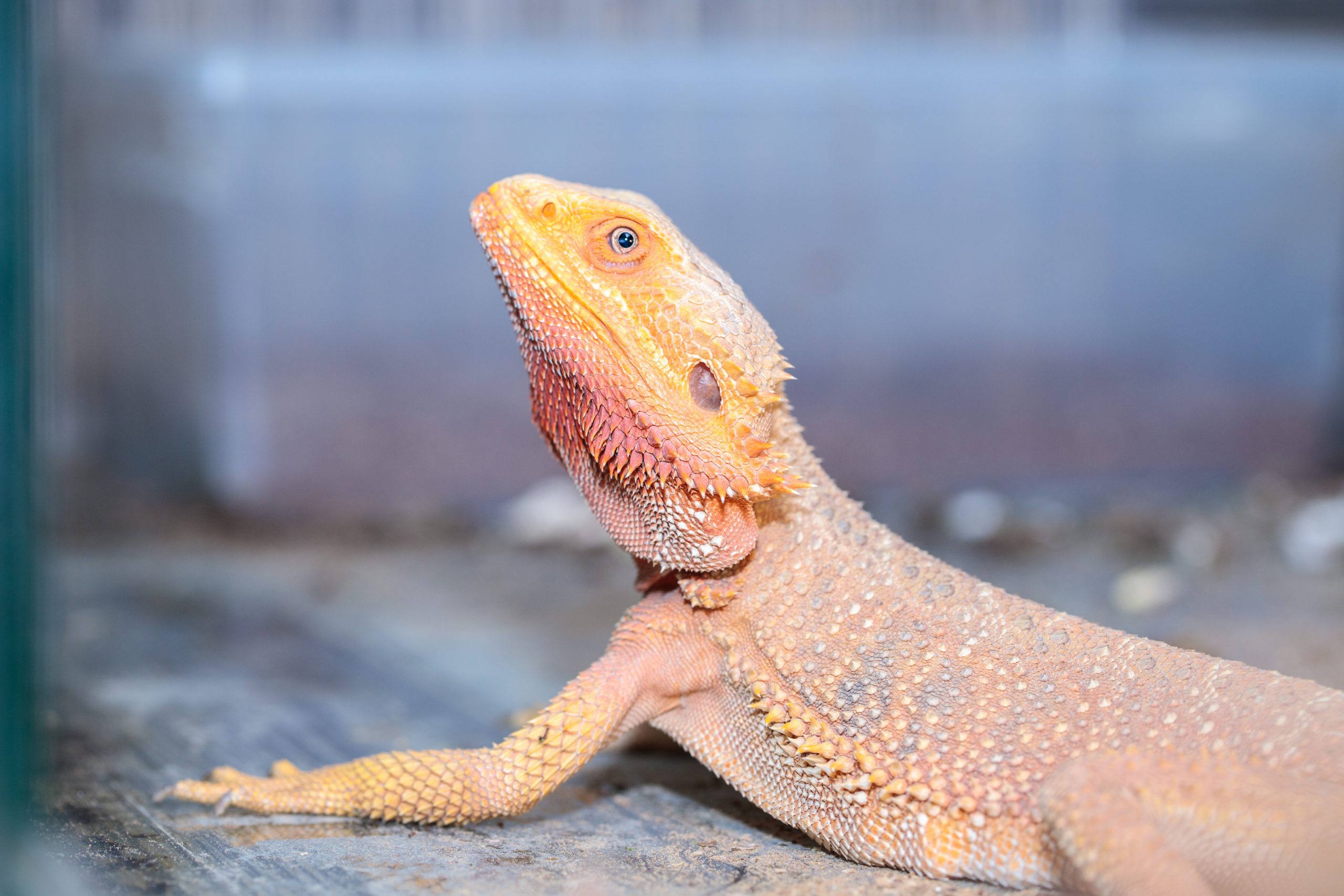 Why Your Bearded Dragon's Poop Is White Reptile Craze
