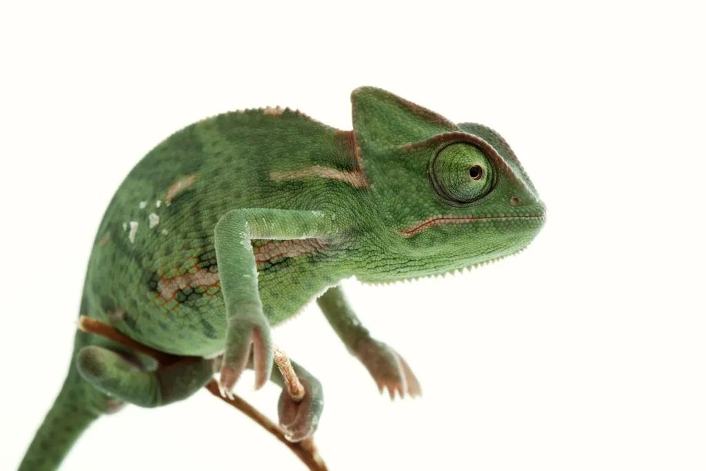 White Spots On A Chameleon Here’s What It Means Reptile Craze