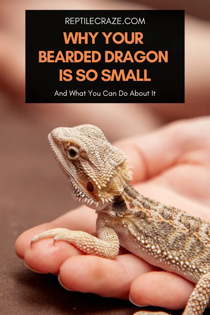 Why Your Bearded Dragon Is So Small + What You Can Do Reptile Craze
